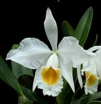 Cattleya eldorado f. concolor x f. alba