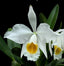 Cattleya eldorado f. concolor x f. alba