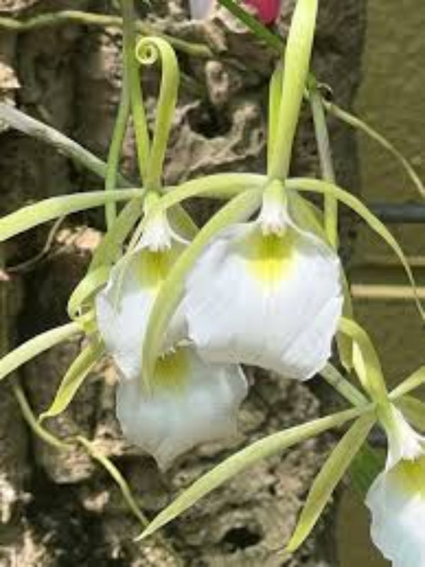 Brassavola martiana
