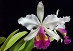 Cattleya hardyana 'Hsinying'
