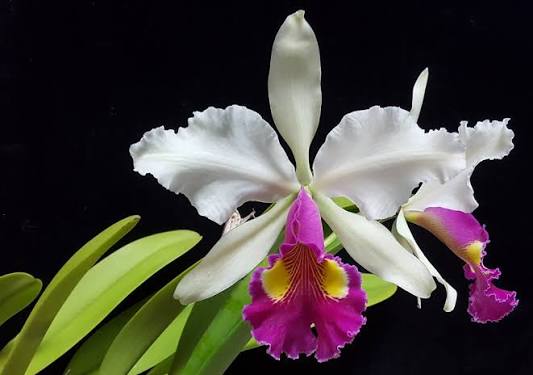 Cattleya hardyana 'Hsinying'