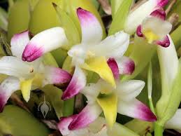 Coelia bella (Fragrant Species) Secondary image