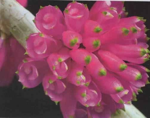 Dendrobium purpureum Main image