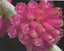 Dendrobium purpureum