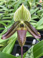 Paphiopedilum wardii