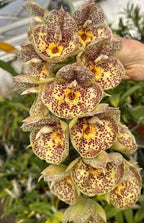 Catasetum Orchidglade 'Davie Ranches' AM/AOS.