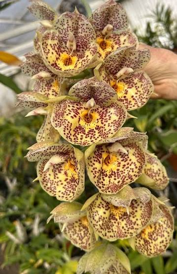 Catasetum Orchidglade 'Davie Ranches' AM/AOS.
