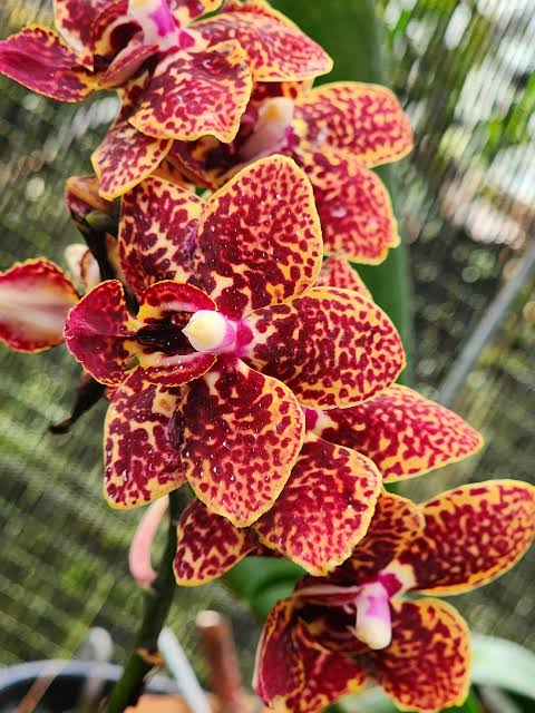 Phalaenopsis Fusheng Sweet Paradise 'Golden Leopard' MC (IN Flowers NOW) Main image