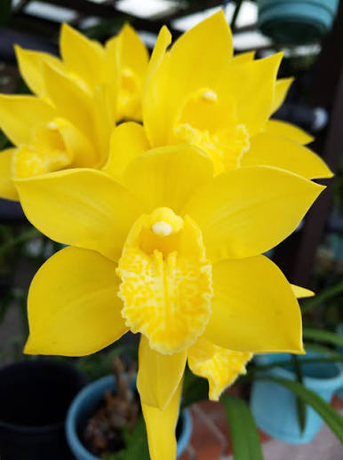 Cymbidium Pharaoh's Dream 'Barcelona' Main image