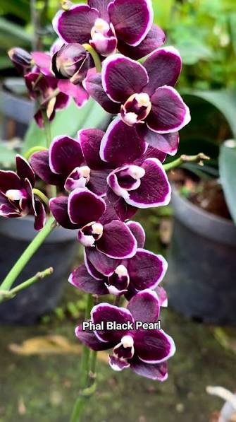 Phalaenopsis "Black Pearl" Main image