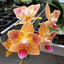 Phalaenopsis Chingruey's Goldstaff (peloric)