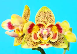 Phalaenopsis Yellow Spider 'Peloric' Main image