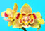 Phalaenopsis Yellow Spider 'Peloric'