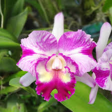 Cattleya Jewel #1291  (Hybrid Flask - Whiskey Bottle) ex Thailand