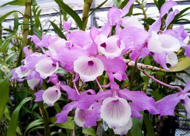 Dendrobium tortile (Fragrant) Main image