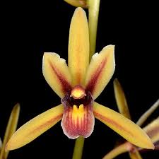 Cymbidium aloifolium (species) Main image