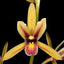 Cymbidium aloifolium (species)