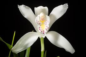 Cymbidium eburneum Main image