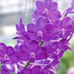 Rhynchostylis gigantea ('Blue' x 'Orange')