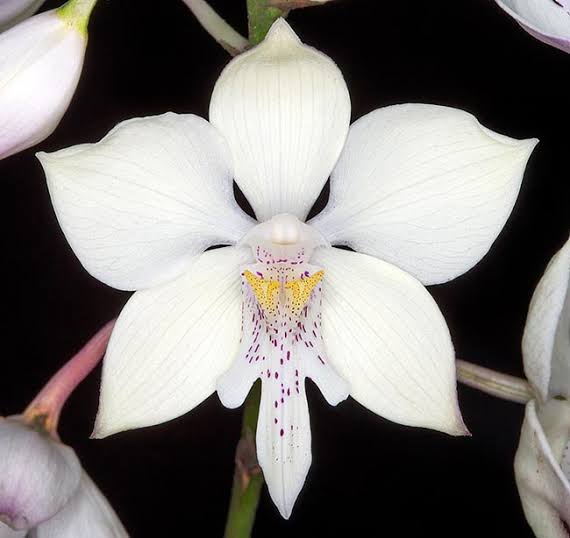 Caularthron bicornutum (syn. Diacrium bicornutum - AKA The Virgin Orchid) (Species From South America) Main image