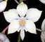 Caularthron bicornutum (syn. Diacrium bicornutum - AKA The Virgin Orchid) (Species From South America)