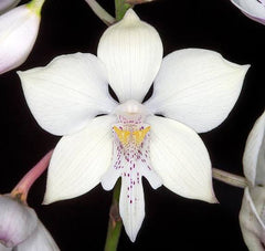 Caularthron bicornutum (Unusual Species From South America)