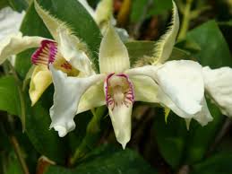 Dendrobium pulchrum (Polysema) X Eximium  RARE!