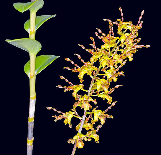 Dendrobium cochliodes (Species From PNG) Main image