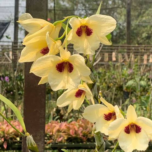 Dendrobium albosanguineum (Rare Species, In Buds)
