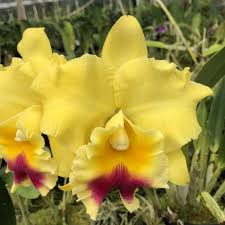 RLC. Goldenzelle ‘Lemon Chiffon’ (Mericlone)