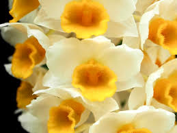 Dendrobium Mousmee 'Gympie' x Cream Cascade