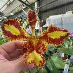 Psychopsis Mariposa 'Trilabelo'