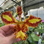 Psychopsis Mariposa 'Trilabelo'