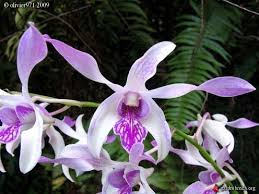 Dendrobium Warawan Main image