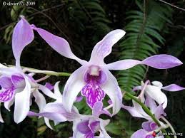 Dendrobium Warawan