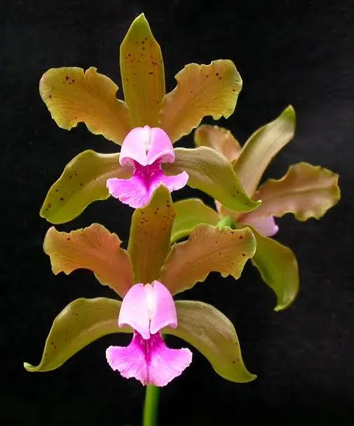 Cattleya tenuis (Flask - Conical, ex Taiwan) Main image