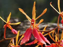 Renanthera Vietnamensis Main image