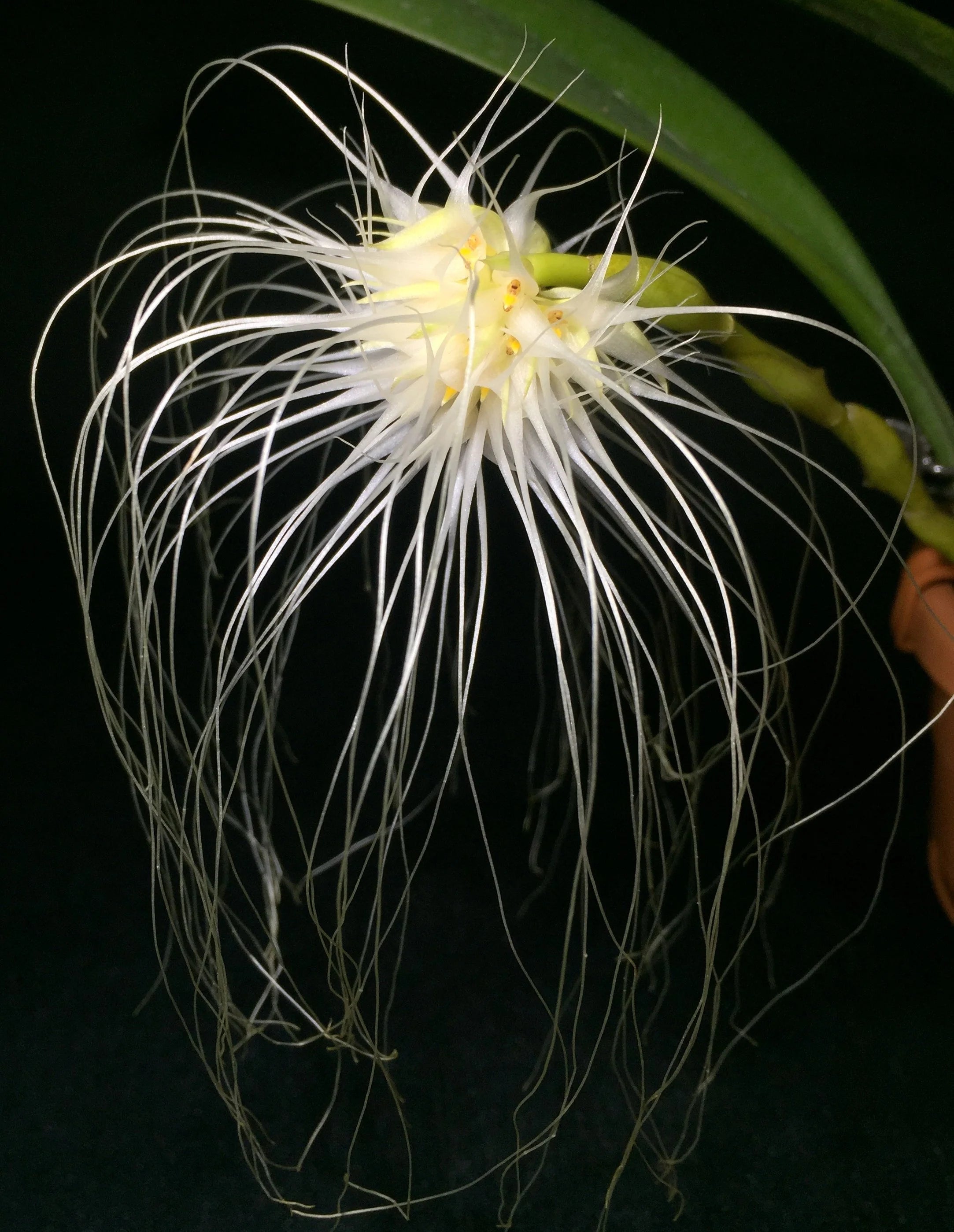 Bulbophyllum medusae (Species) Main image