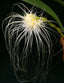 Bulbophyllum medusae (Species)