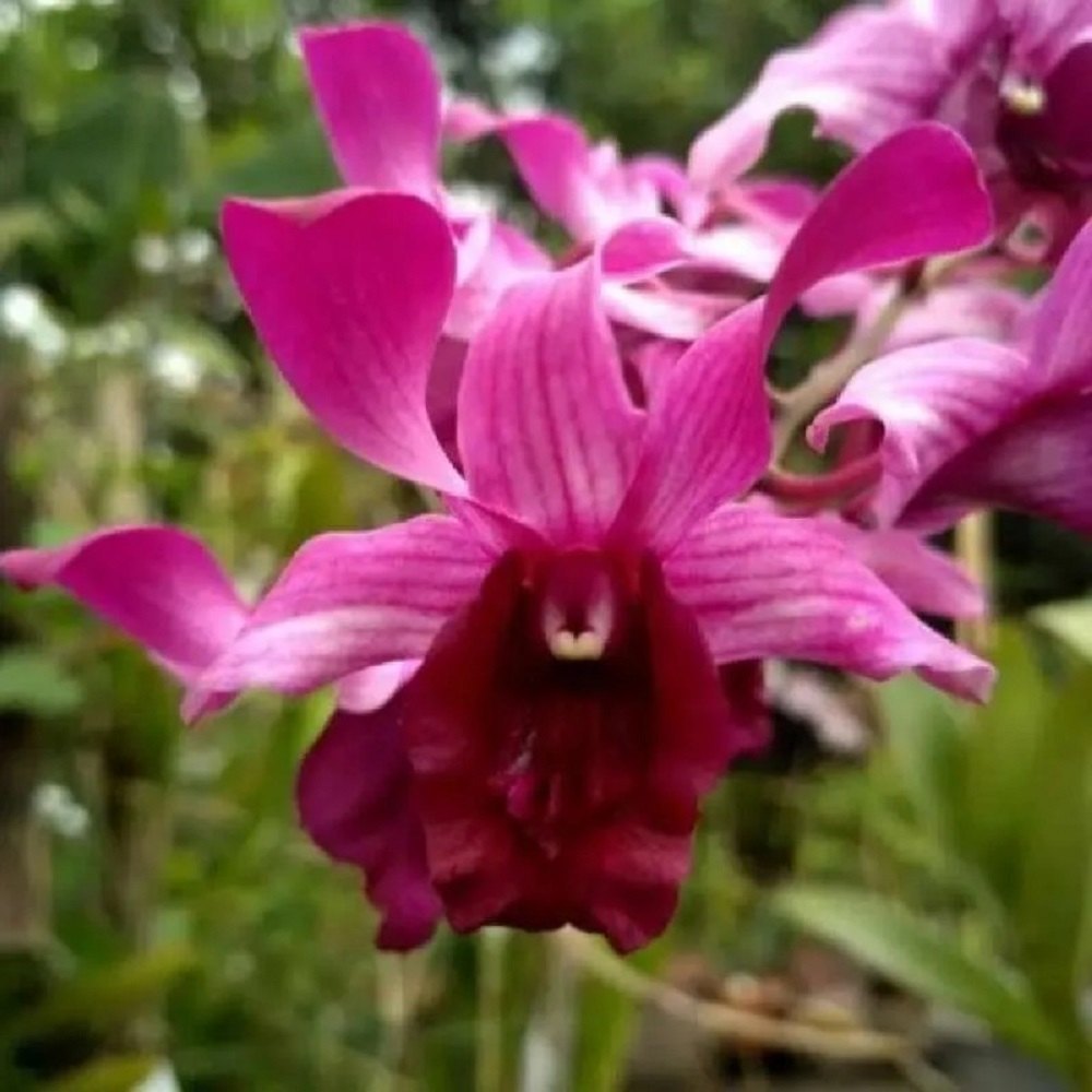 Dendrobium Indonesia Raya Red