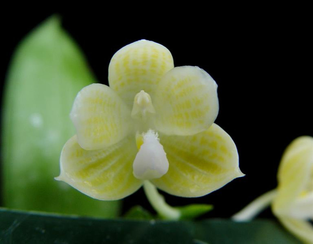 Phal. Javanica F. Alba x Phal. Yaphon Yellow Bomb