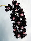 (With Two Spikes) Cymbidium Kiwi Midnight 'Geyserland' FCC/AOS