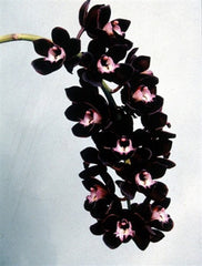 (With Two Spikes) Cymbidium Kiwi Midnight 'Geyserland' FCC/AOS