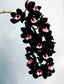 Cymbidium Kiwi Midnight 'Geyserland' FCC/AOS