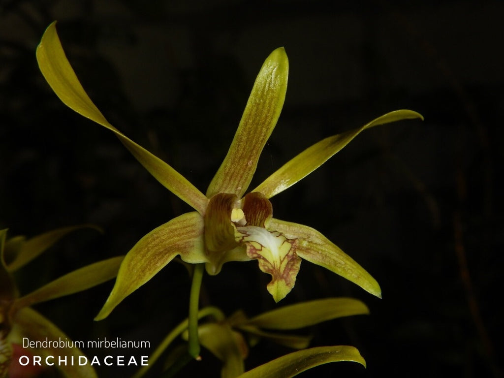 Dendrobium mirbelianum Main image