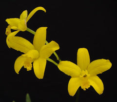 Laelia bregerii x Cattleya Caudebec 'Carmilla'