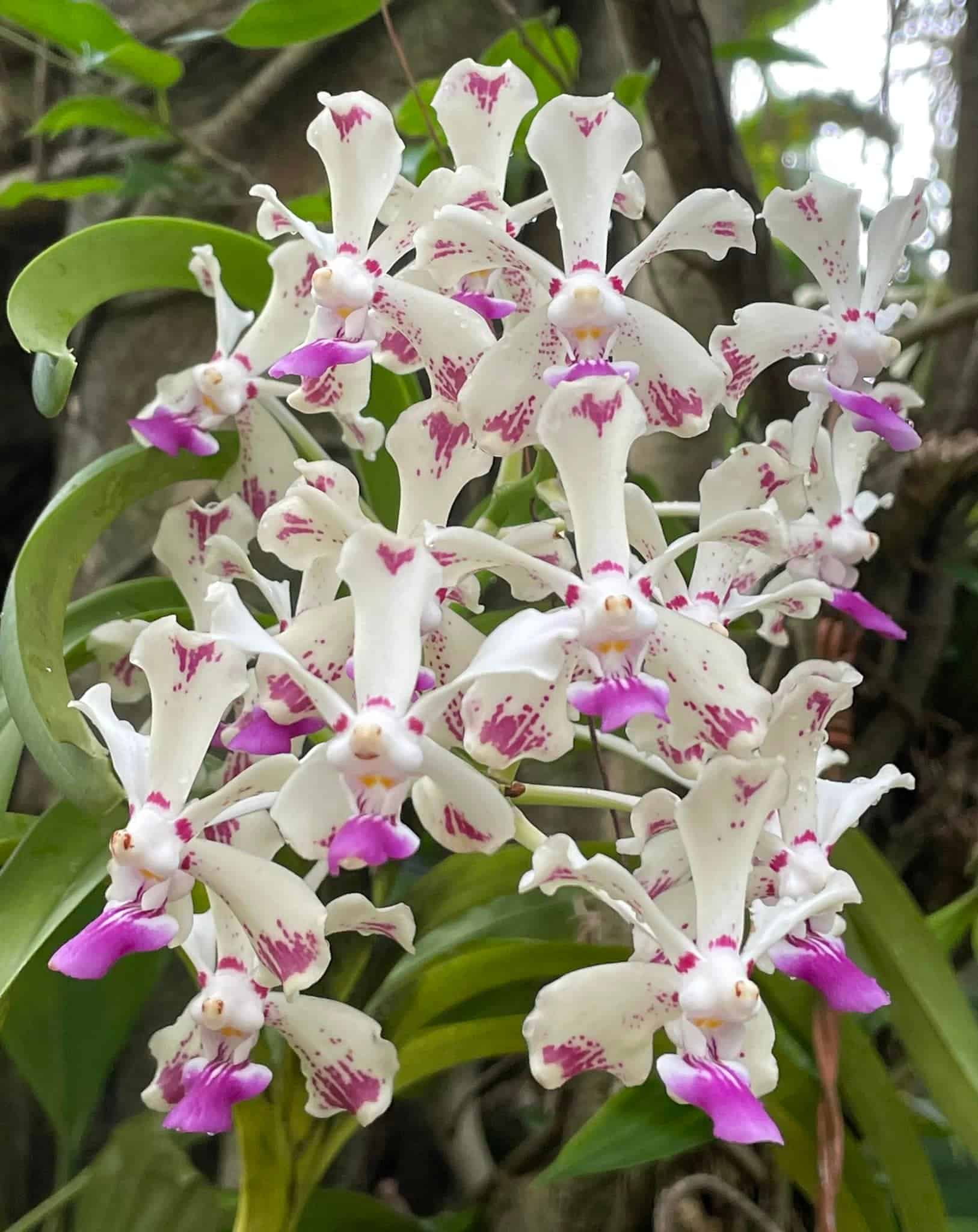 Vanda luzonica Main image