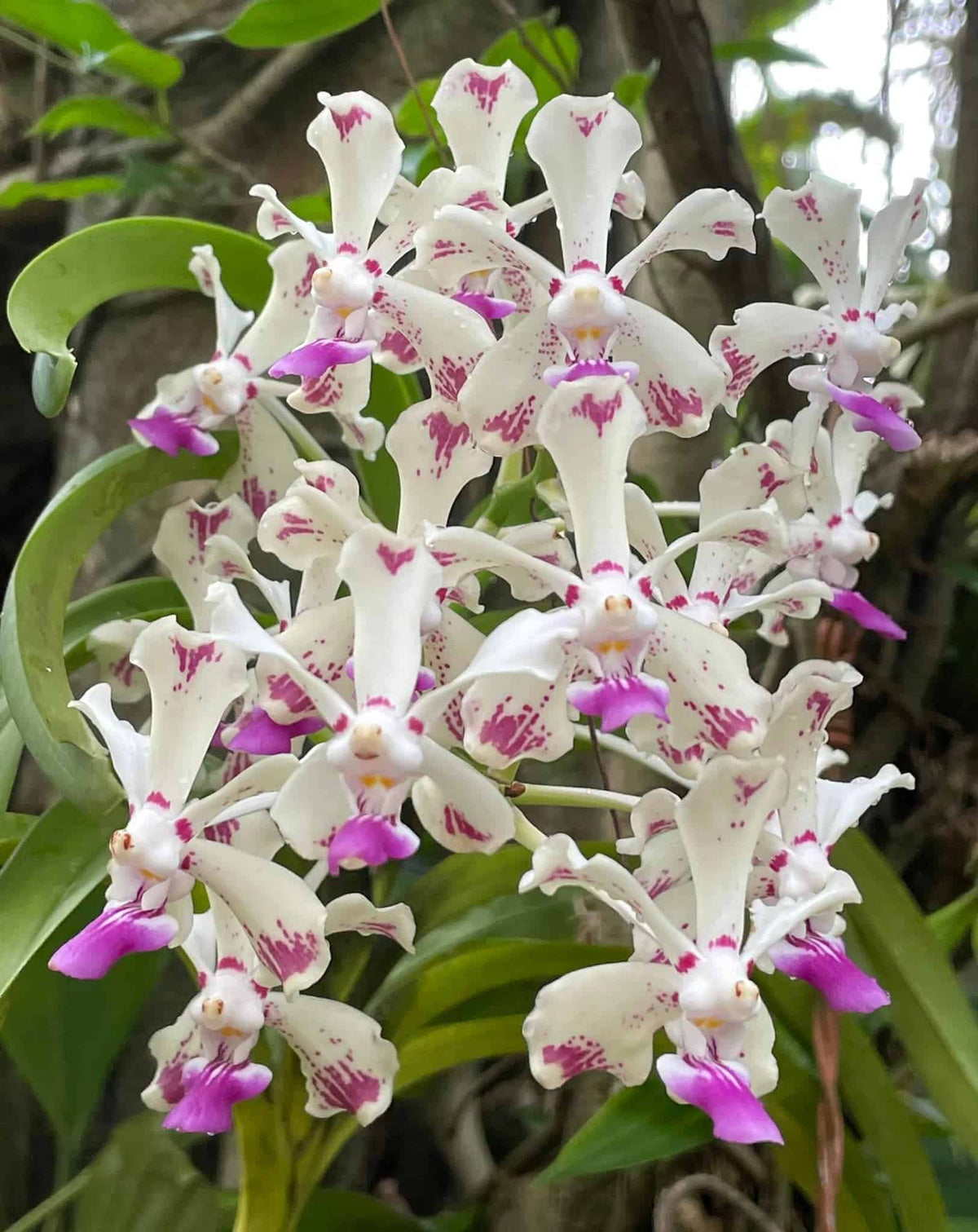 Vanda luzonica