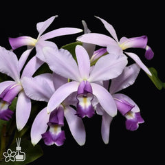 Cattleya violacea coerulea (Flask - Conical, ex Taiwan)