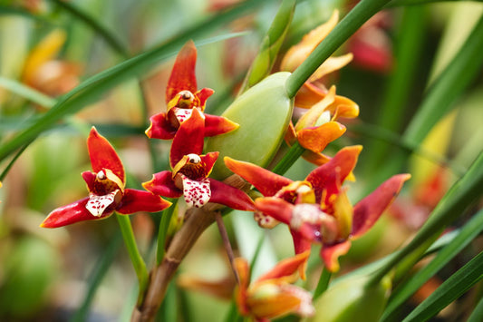 Maxillaria tenuifolia